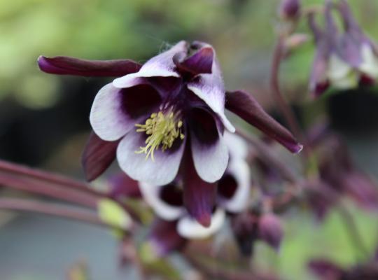 Aquilegia v. 'William Guiness'