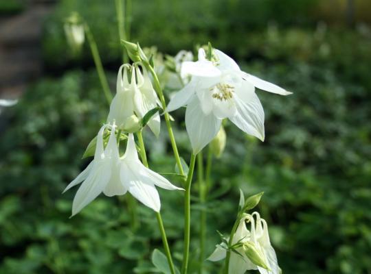 Aquilegia v. Munstead White (Nivea)