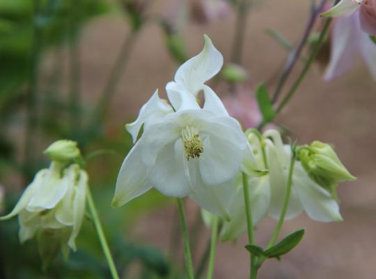 Aquilegia vulgaris Alba