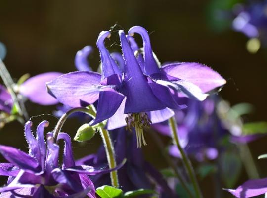 Aquilegia vulgaris