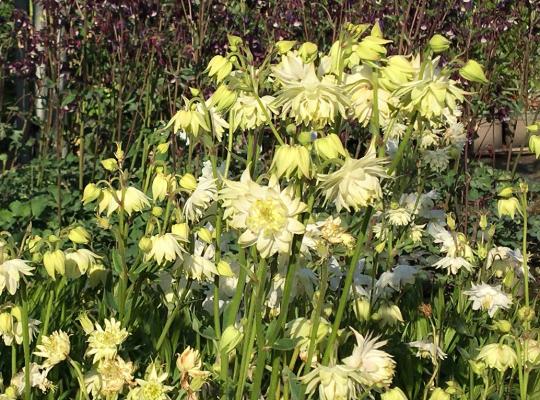 Aquilegia vulgaris var. stellata White Barlow