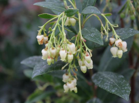 Arbutus unedo (Strawberry Tree)