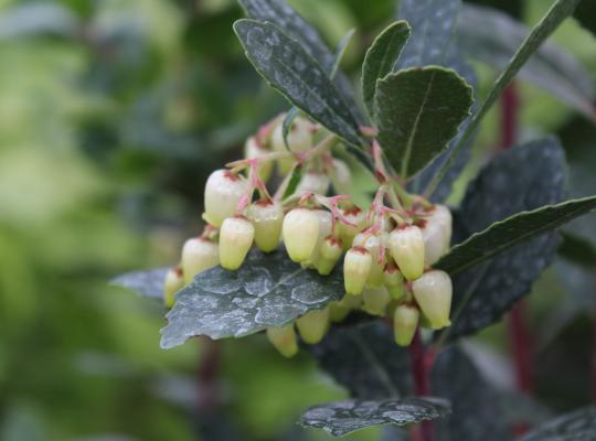 Arbutus unguicularis 'Rubra'