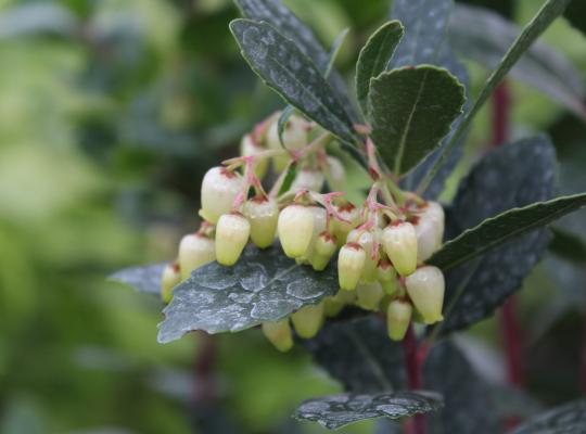 Arbutus unedo rubra