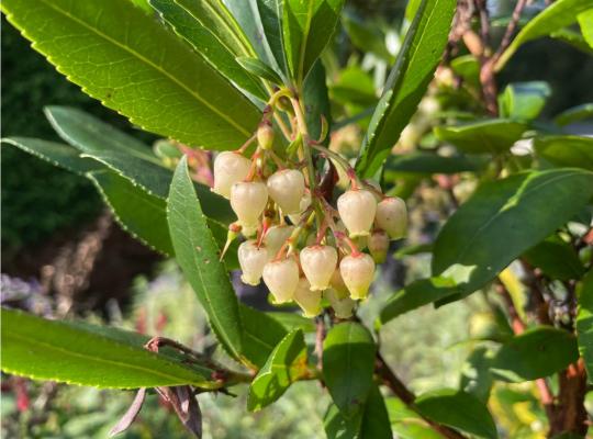 Arbutus unedo