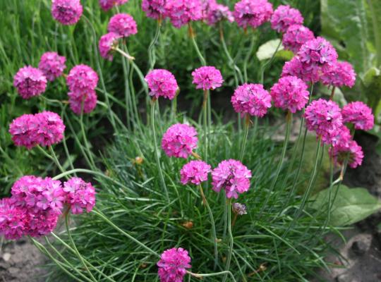 Armeria maritima