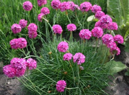 Armeria maritima Splendens