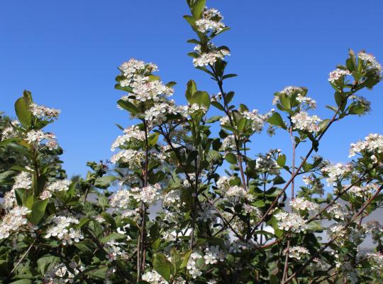 Aronia arbutifolia Brilliant