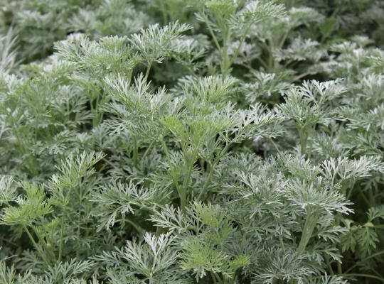 Artemisia arborescens Powis Castle