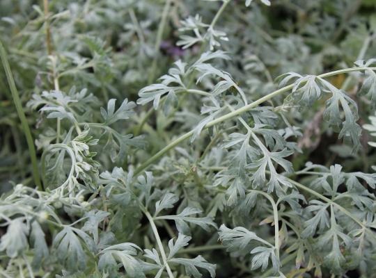 Artemisia absinthium Lambrook Silver