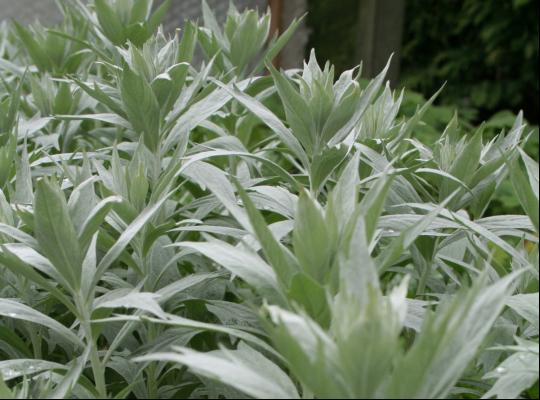 Artemisia lud. 'Valerie Finnis'