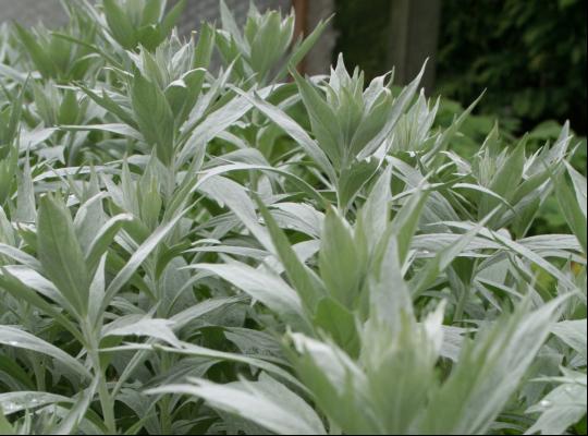 Artemisia ludovicana Valerie Finnis