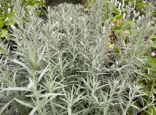 Artemisia ludoviciana Silver Queen
