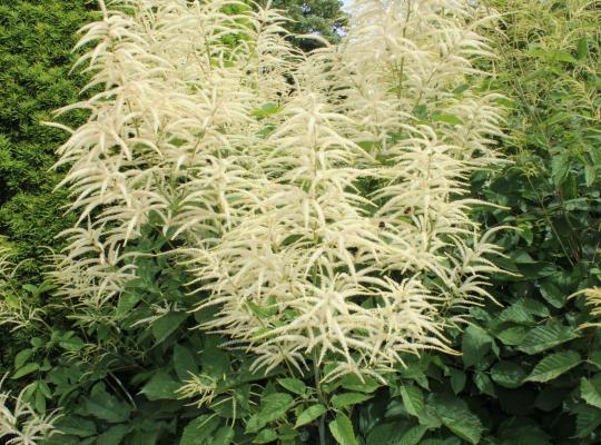 Aruncus diocus