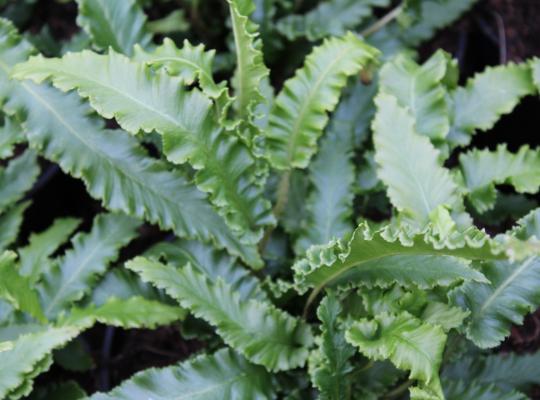 Asplenium scolopendrium Angustatum