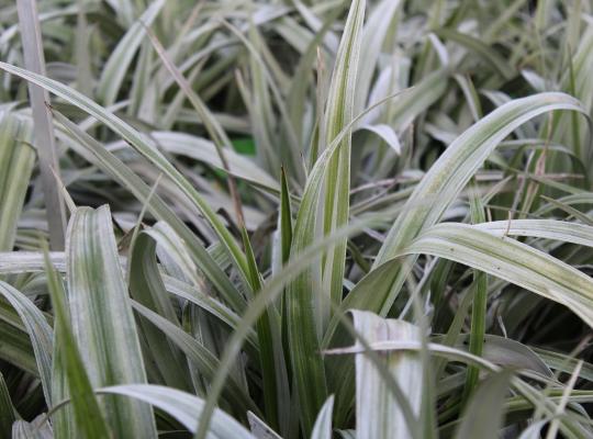 Astelia 'Silver Shadow'