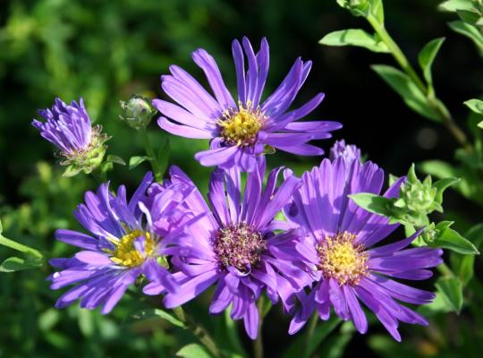 Aster amellus Violet Queen