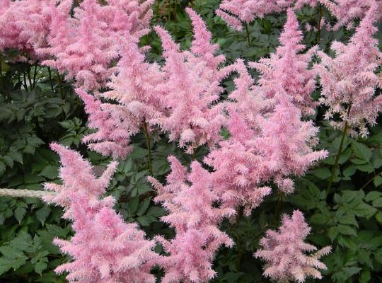 Astilbe 'Bressingham Beauty'