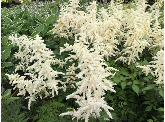 Astilbe 'Deutschland'