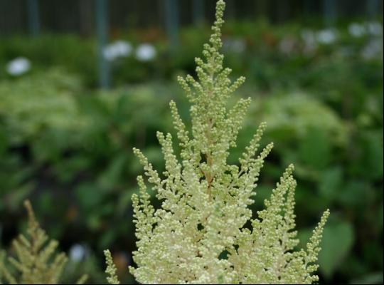 Astilbe x arendsii Weisse Gloria