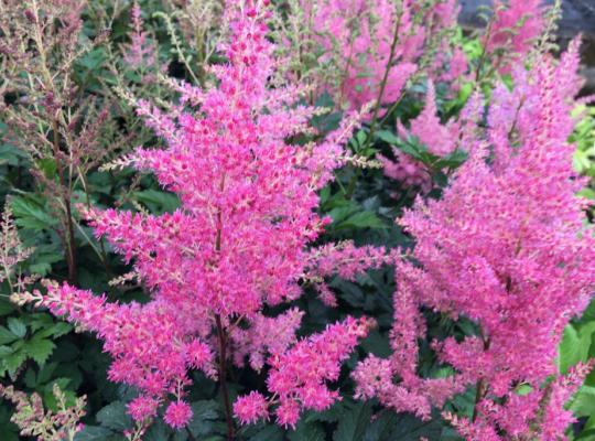 Astilbe japonica Rheinland