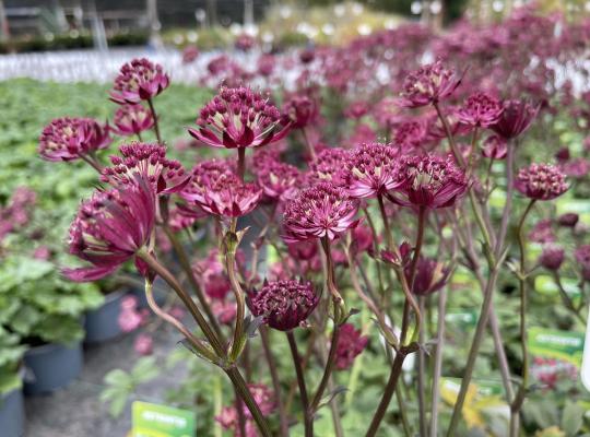 Astrantia maj. 'Claret'