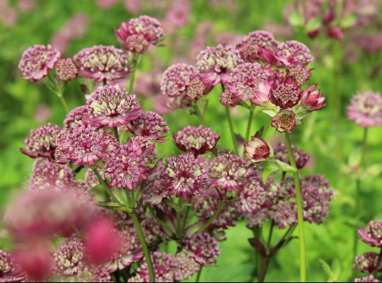 Astrantia maj. 'Abbey Road'