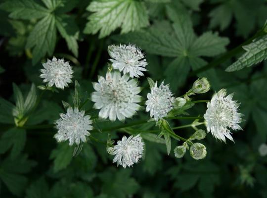 Astrantia major Alba