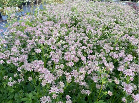 Astrantia major Florence