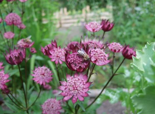 Astrantia major Gill Richardson