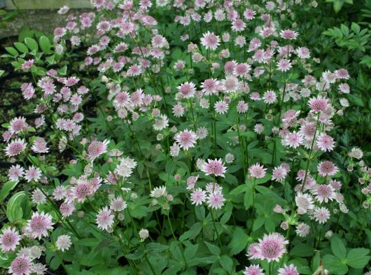 Astrantia major Pink Pride