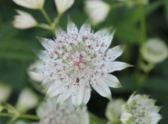 Astrantia major Shaggy