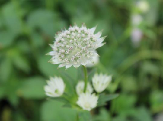 Astrantia major Snow Star