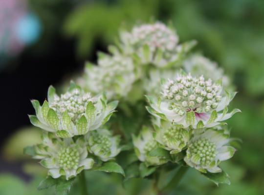 Astrantia major 'Star of Billion'