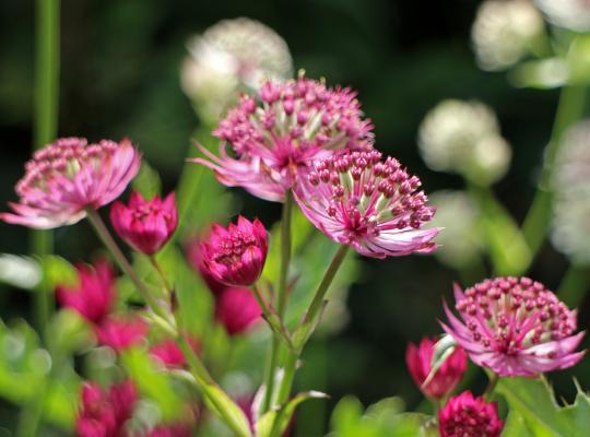 Astrantia major Moulin Rouge