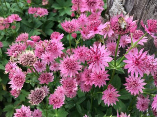 Astrantia major Roma