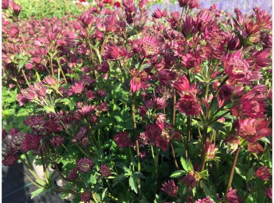 Astrantia major Star of Love