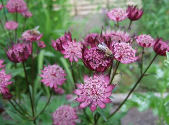 Astrantia major 'Star of Passion'