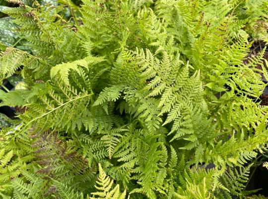 Athyrium filix-femina