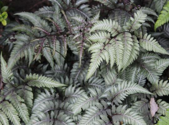 Athyrium nipponicum pictum