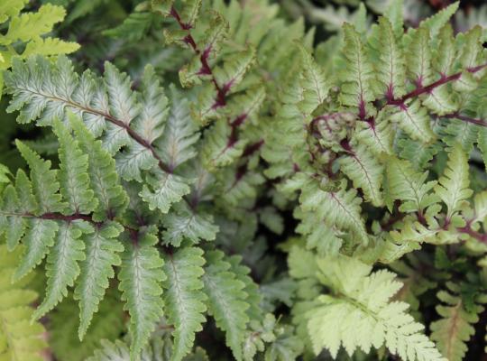 Athyrium nipponicum pictum Red Beauty