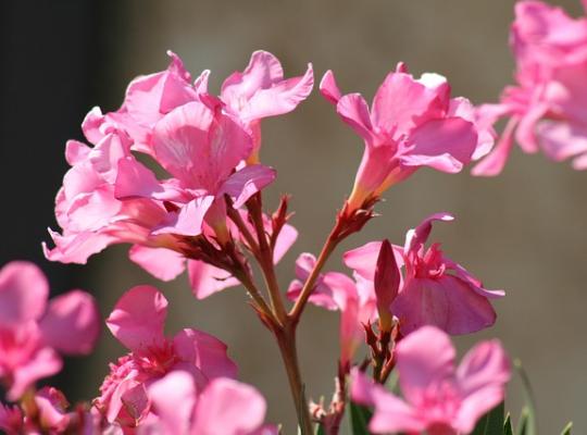Azalea japonica Blaauw's Pink