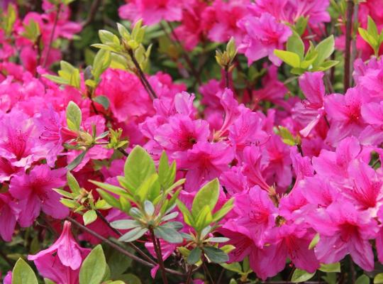 Azalea japonica Conny