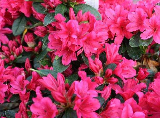 Azalea japonica Geisha Red