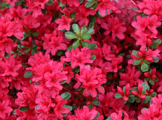 Azalea japonica Hino Crimson