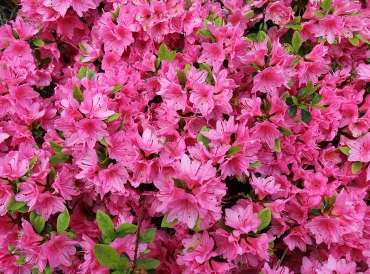 Azalea japonica Madame Van Hecke