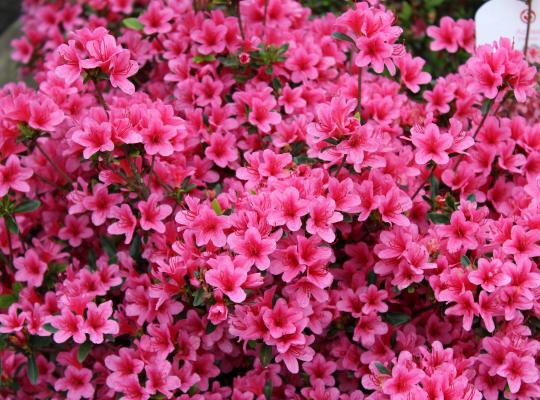 Azalea japonica Silvester