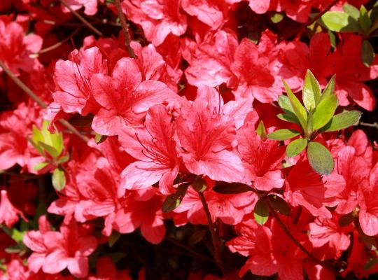 Azalea japonica Stewartstonian