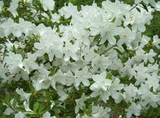 Azalea japonica Luzi