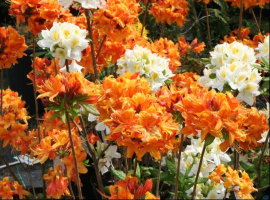 Azalea mollis Gibraltar